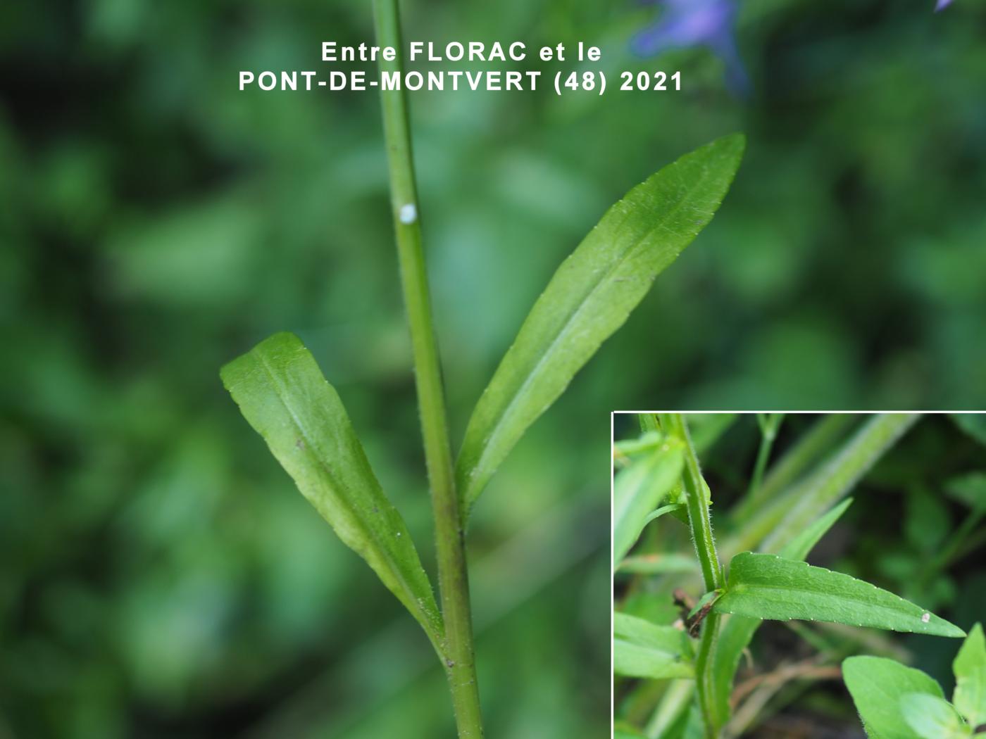 Bellflower, Spreading leaf